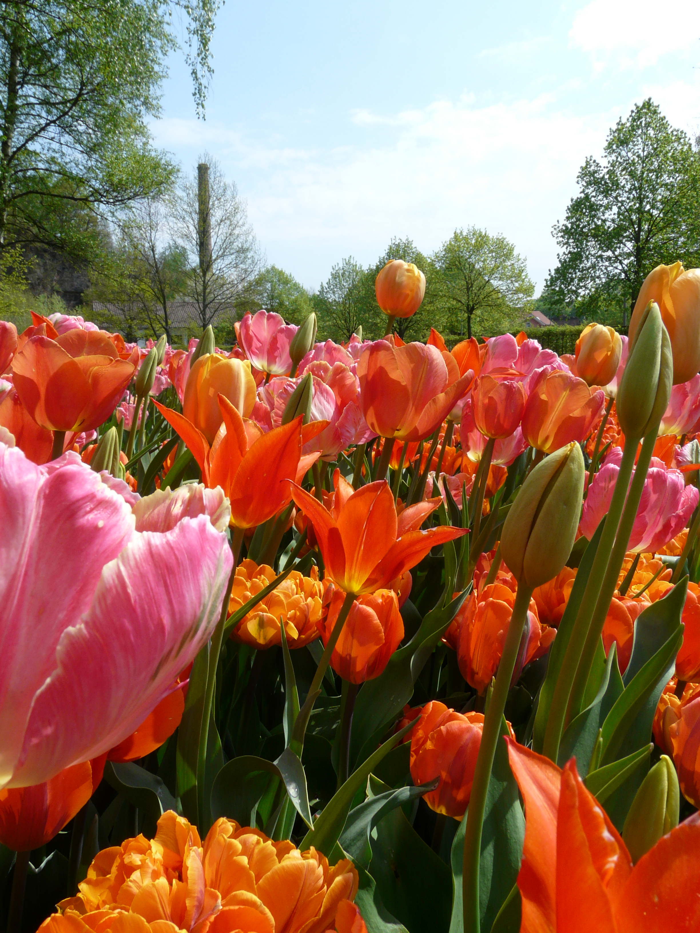 Tulpen