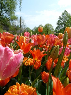 Tulpen